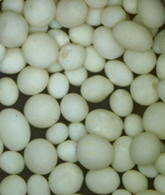 397SG K9 Sand