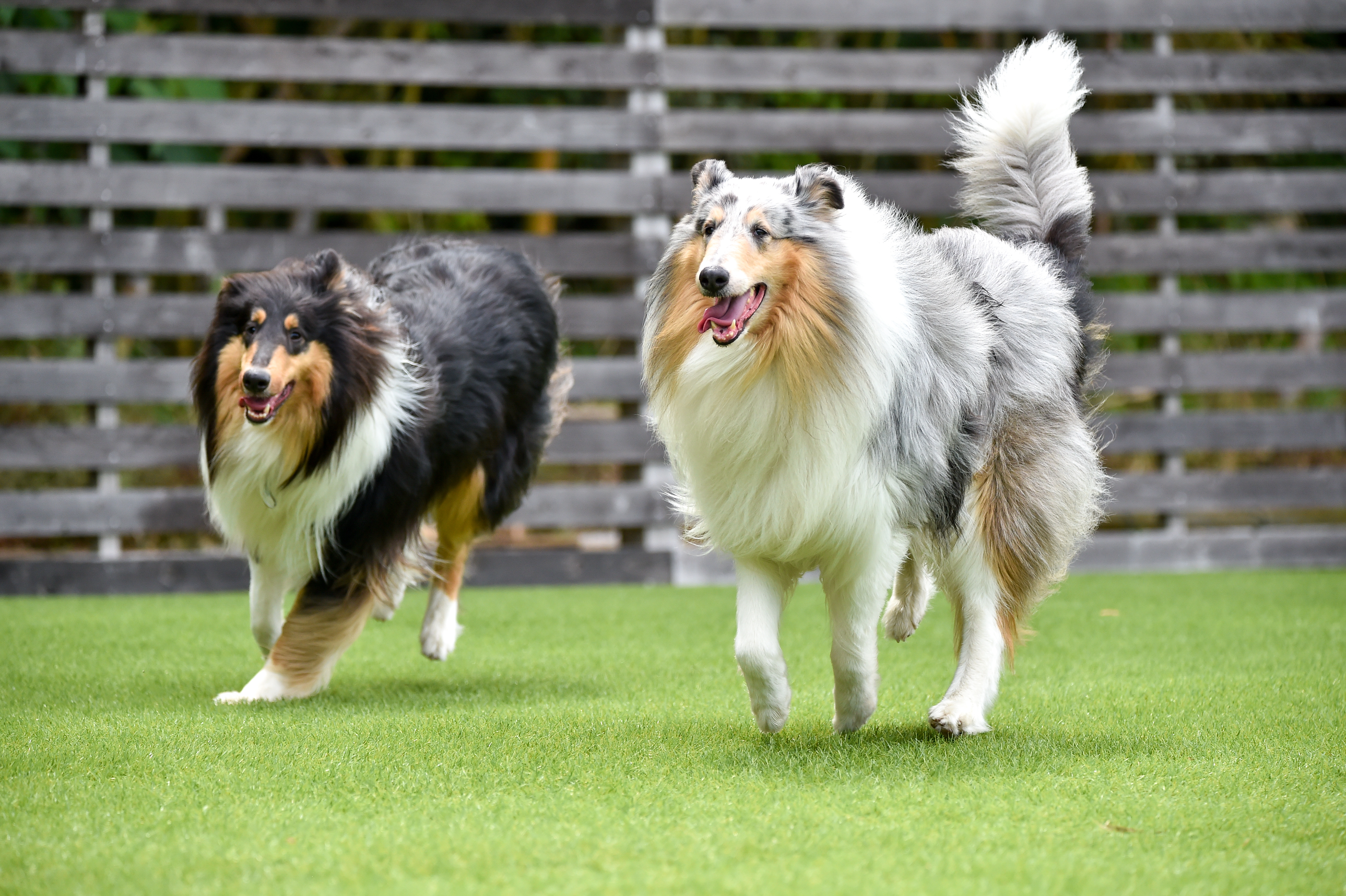 Artificial Turf For Pets! Guide for choosing the best artificial grass for pets.