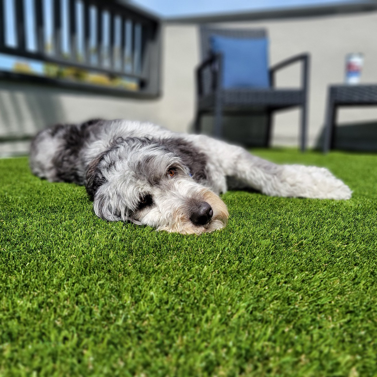 The Benefits of Artificial Pet Grass: A Perfect Solution for Dog Owners