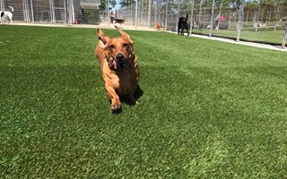 How Synthetic Turf can Protect your Pets and Home from Common Troubles
